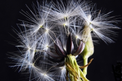 Lactuca-perennis